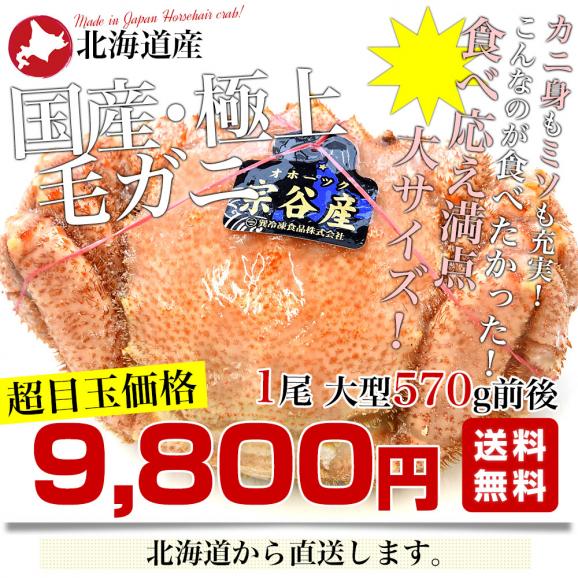 北海道より直送 北海道産 浜ゆで 毛ガニ 1尾 大型570g前後 送料無料 かに カニ 毛ガニ 毛がに 毛蟹 ギフト03