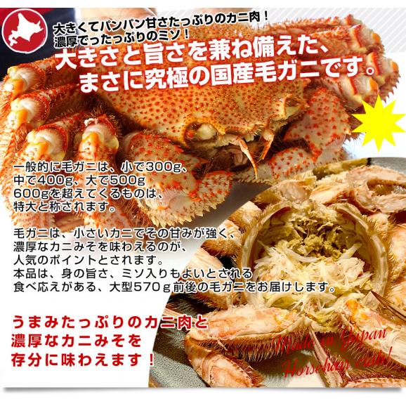 北海道より直送 北海道産 浜ゆで 毛ガニ 1尾 大型570g前後 送料無料 かに カニ 毛ガニ 毛がに 毛蟹 ギフト05