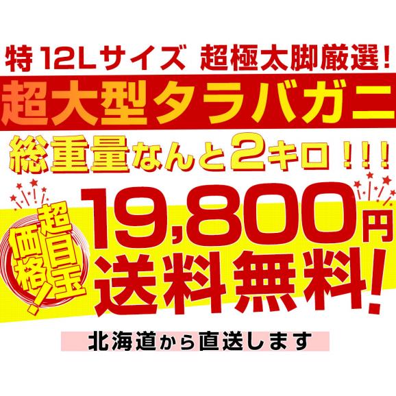 北海道より直送 北海道加工 超大型タラバガニ 超極太カニ脚 特12Lサイズ 1肩2キロ 送料無料 カニ かに足 蟹足04