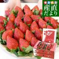 佐賀県より産地直送 JAさが いちごさん 大粒 4L秀品又は4LAA品 1キロ前後（約250g×4入り）（計28粒から36粒入り）送料無料 イチゴ 苺 from九州