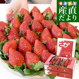 佐賀県より産地直送 JAさが いちごさん 大粒 4L秀品又は4LAA品 1キロ前後（約250g×4入り）（計28粒から36粒入り）送料無料 イチゴ 苺 from九州