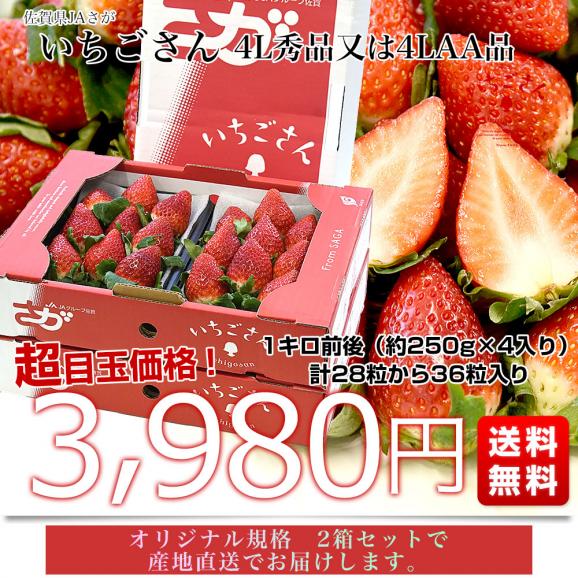 超安い品質 佐賀県より産地直送 JAさが いちごさん 大粒 4L秀品又は4LAA品 1 果物