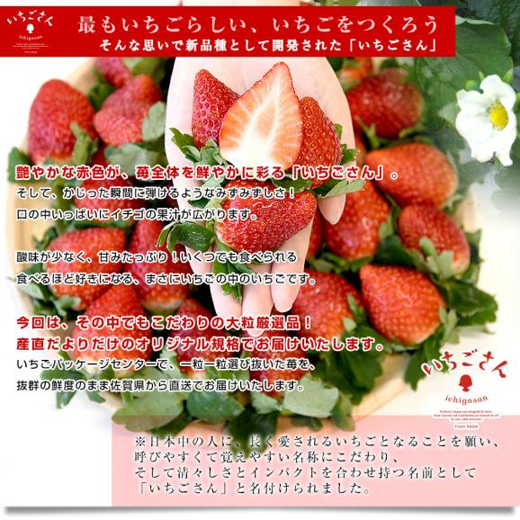 佐賀県より産地直送 JAさが いちごさん 大粒 4L秀品又は4LAA品 1キロ前後（約250g×4入り）（計28粒から36粒入り）送料無料 イチゴ 苺 from九州05