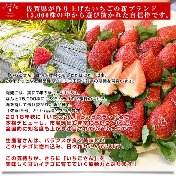 佐賀県より産地直送 JAさが いちごさん 大粒 4L秀品又は4LAA品 1