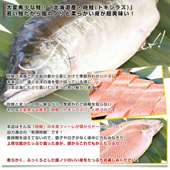 北海道より直送 北海道産 有頭時鮭フィレ 半身 720g前後 送料無料 サケ 鮭 サーモン トキシラズ04