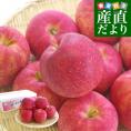 青森県より産地直送 JAつがる弘前 サンジョナゴールド 約3キロ (9玉から13玉) 送料無料 りんご リンゴ 林檎