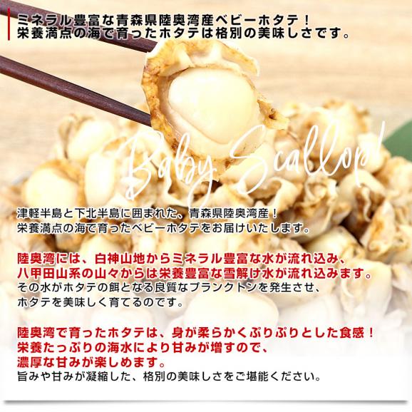 青森県陸奥湾産 ボイルベビーホタテ 1キロ MからSサイズ（100粒から150粒） 送料無料 帆立 ほたて 帆立貝04