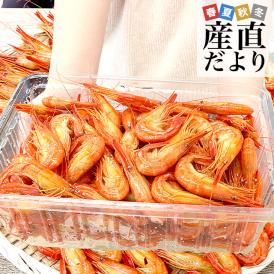 北海道より直送　シマエビＳサイズ 　1kg大ボリューム（100尾から150尾前後） 送料無料 しまえび 縞えび エビ