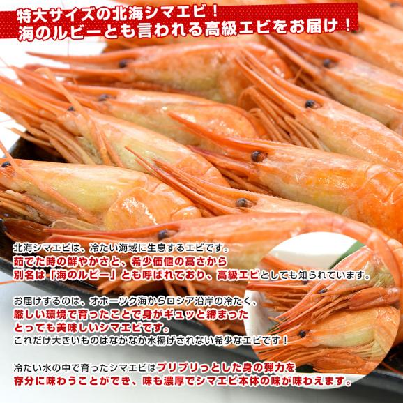 北海道より直送　シマエビＳサイズ 　1kg大ボリューム（100尾から150尾前後） 送料無料 しまえび 縞えび エビ04
