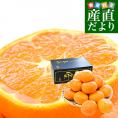 愛媛県産 JAにしうわ 日の丸みかん 千両 大玉3Lサイズ 約3キロ(15玉前後) 蜜柑 ミカン 送料無料 ひのまるみかん