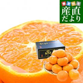 愛媛県産 JAにしうわ 日の丸みかん 千両 大玉3Lサイズ 約3キロ(15玉前後) 蜜柑 ミカン 送料無料 ひのまるみかん