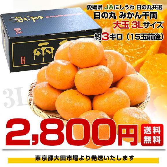 愛媛県産 JAにしうわ 日の丸みかん 千両 大玉3Lサイズ 約3キロ(15玉前後) 蜜柑 ミカン 送料無料 ひのまるみかん03