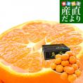 愛媛県産 JAにしうわ 日の丸みかん 千両 大玉3Lサイズ 約4.5キロ(23玉前後) 蜜柑 ミカン 送料無料 ひのまるみかん