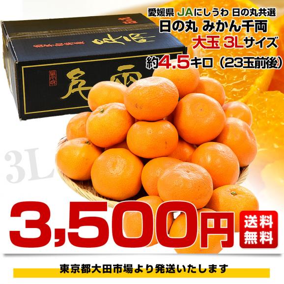 愛媛県産 JAにしうわ 日の丸みかん 千両 大玉3Lサイズ 約4.5キロ(23玉前後) 蜜柑 ミカン 送料無料 ひのまるみかん03
