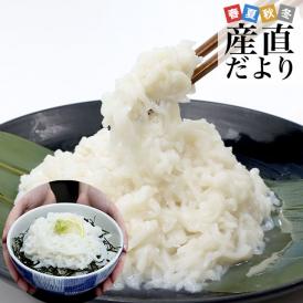 北海道より直送 北海道・青森県沖太平洋産 いかそうめん乱切り 500g 送料無料 イカ いか イカソーメン