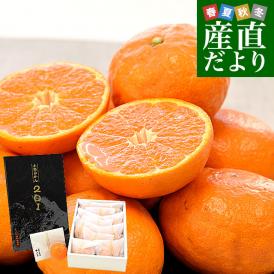 和歌山県 JA紀南 高糖度みかん 木熟201 糖度14度以上 化粧箱 約1.2キロ MからSサイズ (12玉から15玉入) 送料無料 蜜柑 ミカン 柑橘