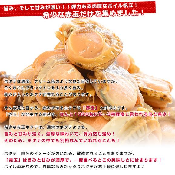 北海道より直送 北海道産 ボイル帆立赤玉 800g（サイズ不揃い） 送料無料 ホタテ ほたて 貝 貝柱04