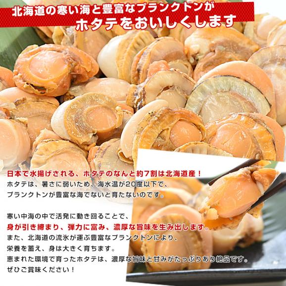 北海道より直送 北海道産 ボイル帆立赤玉 800g（サイズ不揃い） 送料無料 ホタテ ほたて 貝 貝柱05