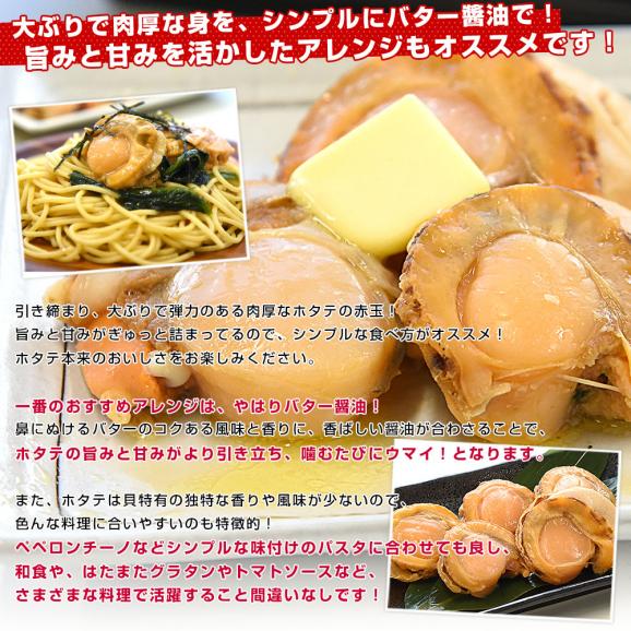北海道より直送 北海道産 ボイル帆立赤玉 800g（サイズ不揃い） 送料無料 ホタテ ほたて 貝 貝柱06