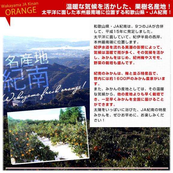 和歌山県 JA紀南 越冬木熟みかん「紀州一番」LからSサイズ 約2.5キロ(20玉から30玉前後) 送料無料 みかん ミカン 柑橘 市場発送06