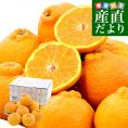 熊本県産 JA熊本果実連 デコポン 2.5キロ 4Lから2Lサイズ (7玉から10玉) 送料無料 でこぽん デコぽん 柑橘