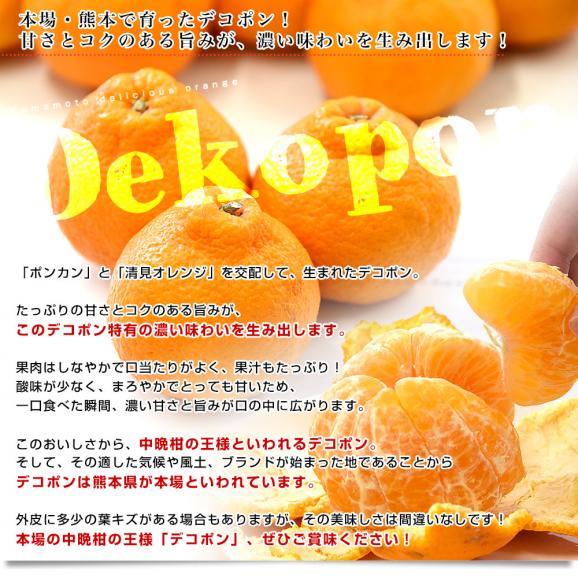 熊本県産 JA熊本果実連 デコポン 2.5キロ 4Lから2Lサイズ (7玉から10玉) 送料無料 でこぽん デコぽん 柑橘04