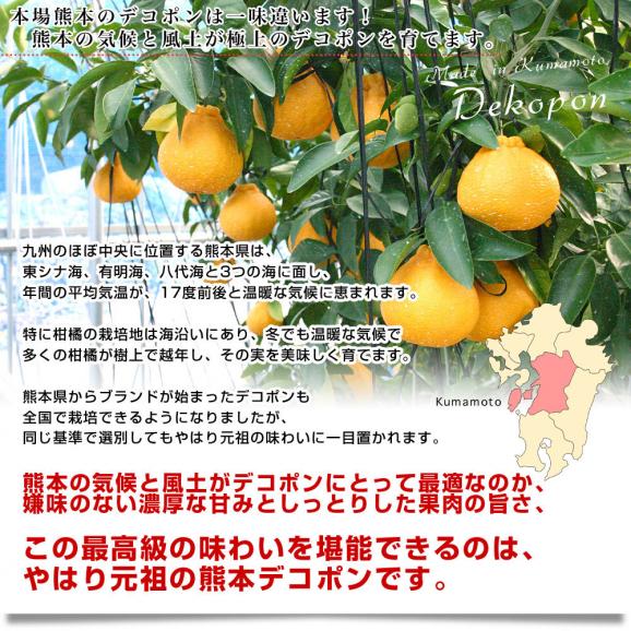熊本県産 JA熊本果実連 デコポン 2.5キロ 4Lから2Lサイズ (7玉から10玉) 送料無料 でこぽん デコぽん 柑橘06