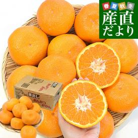佐賀県産 JAさが 佐城地区大和中央支所 蔵出しみかん あんみつ姫 3キロ 4Lサイズ (12玉前後) 市場発送 蜜柑 越冬完熟みかん 温州みかん