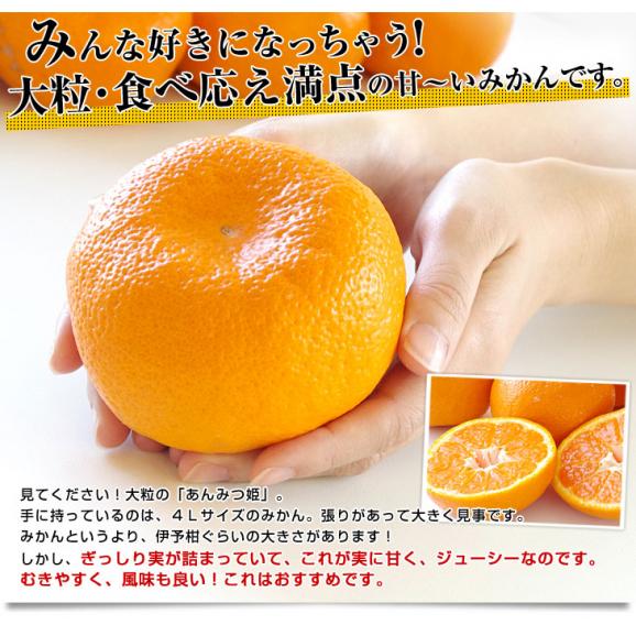 佐賀県産 JAさが 佐城地区大和中央支所 蔵出しみかん あんみつ姫 3キロ 4Lサイズ (12玉前後) 市場発送 蜜柑 越冬完熟みかん 温州みかん04