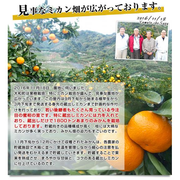 佐賀県産 JAさが 佐城地区大和中央支所 蔵出しみかん あんみつ姫 3キロ 4Lサイズ (12玉前後) 市場発送 蜜柑 越冬完熟みかん 温州みかん05