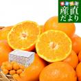 愛媛県 JAにしうわ 三崎共選 はるみ 優品以上 約2.5キロ2LからSサイズ (10玉から22玉前後）送料無料 柑橘 オレンジ ハルミ 西宇和