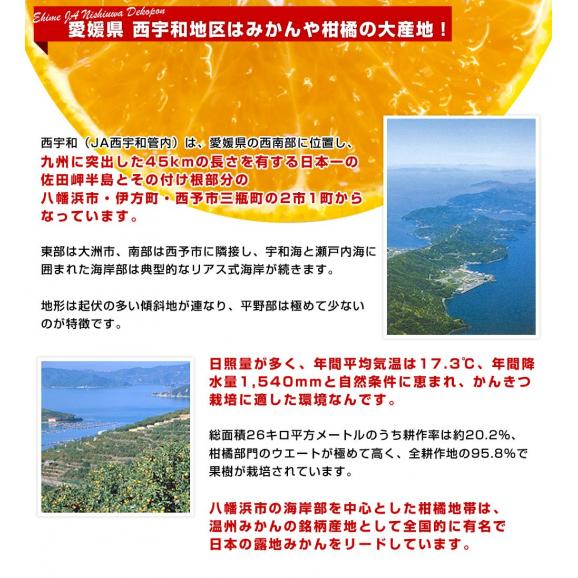 愛媛県 JAにしうわ 三崎共選 はるみ 優品以上 約2.5キロ2LからSサイズ (10玉から22玉前後）送料無料 柑橘 オレンジ ハルミ 西宇和06