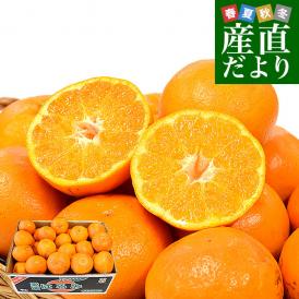 愛媛県 JAにしうわ 三崎共選 訳あり はるみ 良品(ご家庭用) 約5キロ2LからSサイズ (20玉から45玉前後）送料無料 柑橘 オレンジ ハルミ 西宇和
