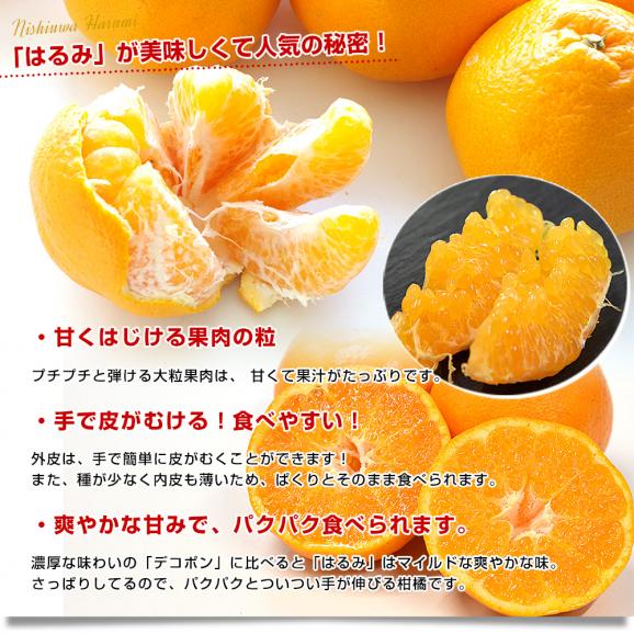 愛媛県 JAにしうわ 三崎共選 訳あり はるみ 良品(ご家庭用) 約5キロ2LからSサイズ (20玉から45玉前後）送料無料 柑橘 オレンジ ハルミ 西宇和05