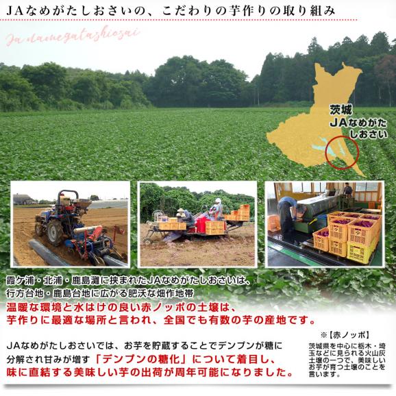 茨城県より産地直送 JAなめがたしおさい 行方の紫福（なめがたのしふく）品種名：ふくむらさき Mサイズ 約5キロ（18本前後） 送料無料 さつま芋 さつまいも サツマイモ 薩摩芋 紫芋 むらさき芋06