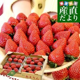 話題の苺！ずば抜けて甘い！埼玉県のオリジナル苺「あまりん」