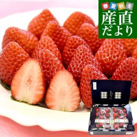 福岡産いちご ”博多あまおう” 最高等級EX(エクセレント) 1箱 福岡産いちご ”博多あまおう” 最高等級EX(エクセレント) 1箱