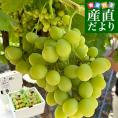 皮ごと食べられる！高糖度！シードレスぶどう オーストラリア産 約1.2キロ（約600g×2入）送料無料 種なしぶどう 輸入ぶどう 海外ぶどう