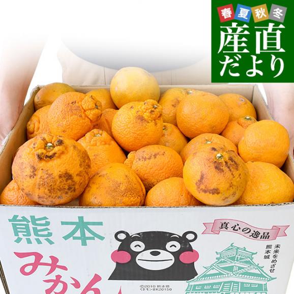 熊本県産 訳ありしらぬひ 大小込 約10キロ 不知火 しらぬい 柑橘 熊本県産 訳ありしらぬひ 大小込 約10キロ 不知火 しらぬい 柑橘