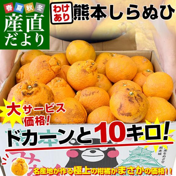 2024年ファッション福袋 熊本県産 訳ありしらぬひ 大小込 約10キロ 不知火 しらぬい 柑橘 果物