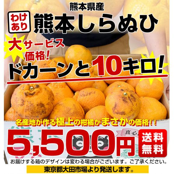 熊本県産 訳ありしらぬひ 大小込 約10キロ 不知火 しらぬい 柑橘 熊本県産 訳ありしらぬひ 大小込 約10キロ 不知火 しらぬい 柑橘