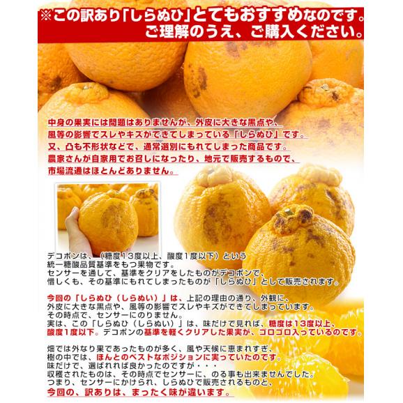 熊本県産 訳ありしらぬひ 大小込 約10キロ 不知火 しらぬい 柑橘 オレンジ 送料無料 市場発送04