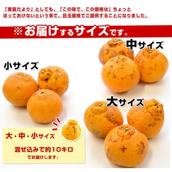 熊本県産 訳ありしらぬひ 大小込 約10キロ 不知火 しらぬい 柑橘 熊本県産 訳ありしらぬひ 大小込 約10キロ 不知火 しらぬい 柑橘
