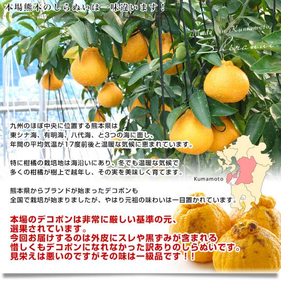 熊本県産 訳ありしらぬひ 大小込 約10キロ 不知火 しらぬい 柑橘