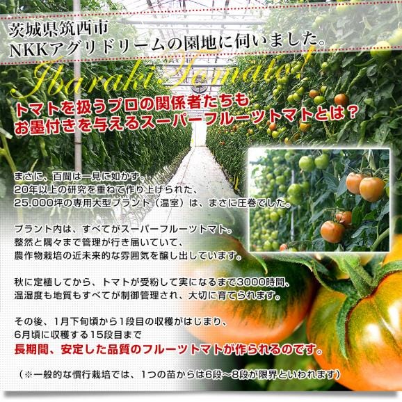 糖度9度基準『スーパーフルーツトマト』茨城県産 約800g（7〜16