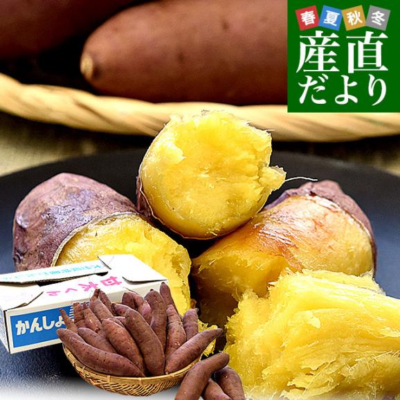 日本限定 紅はるか苗®️100本3月下旬より順次発送正規販売店ウイルス 根菜・豆類・もやし