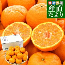 愛媛県 宇和島市吉田町 訳ありポンカン 3Lから2Lサイズ 約2.8キロ (11玉から15玉前後) 送料無料 柑橘 オレンジ ぽんかん ご家庭用 市場発送