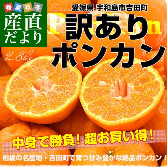 愛媛県 宇和島市吉田町 訳ありポンカン 3Lから2Lサイズ 約2.8キロ (11玉から15玉前後) 送料無料 柑橘 オレンジ ぽんかん ご家庭用 市場発送02