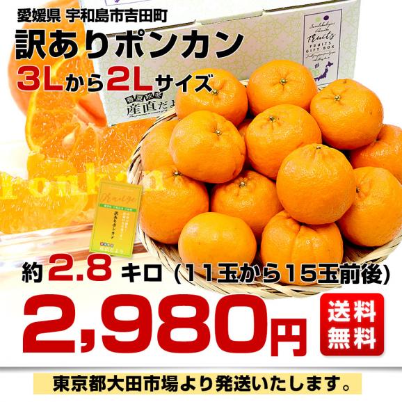 愛媛県 宇和島市吉田町 訳ありポンカン 3Lから2Lサイズ 約2.8キロ (11玉から15玉前後) 送料無料 柑橘 オレンジ ぽんかん ご家庭用 市場発送03