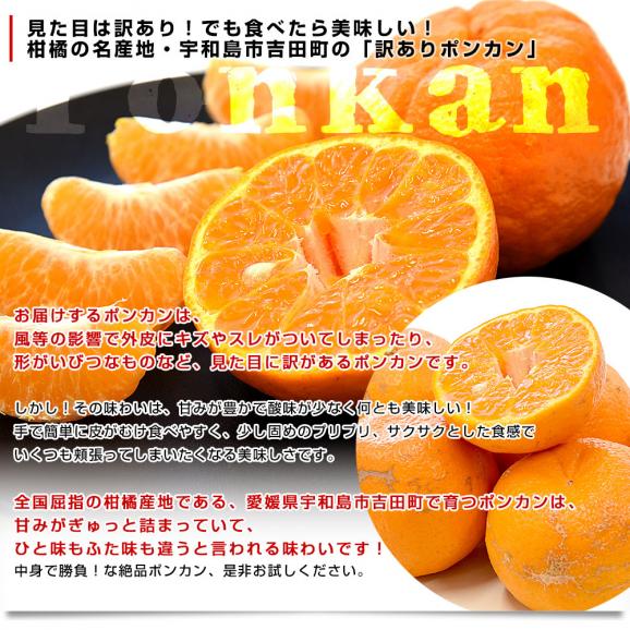 愛媛県 宇和島市吉田町 訳ありポンカン 3Lから2Lサイズ 約2.8キロ (11玉から15玉前後) 送料無料 柑橘 オレンジ ぽんかん ご家庭用 市場発送04